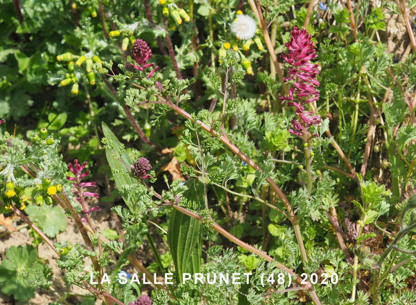Fumitory, Common plant